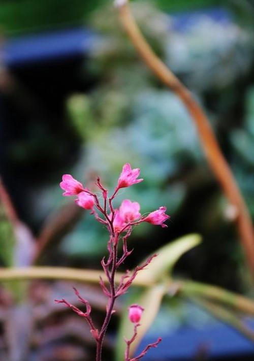 代表孤独的植物及其寓意（孤独的美）