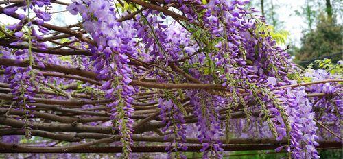 紫藤花（探索紫藤花的花语与香味）