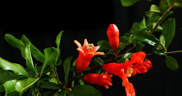 石榴花花语与寓意（揭示石榴花所传达的情感和象征意义）