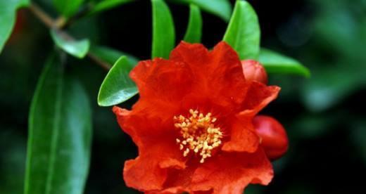 石榴花花语与寓意（揭示石榴花所传达的情感和象征意义）