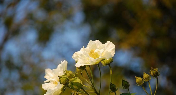木芙蓉的花期是什么时候？几月份开花？