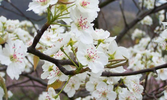 梨花花语与代表意义(揭开梨花的秘密) 梨花花语与代表意义(揭开梨花的秘密)