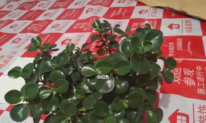 豆瓣绿（以绿色为主题的豆瓣意义与寓意）