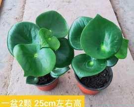 豆瓣绿（以绿色为主题的豆瓣意义与寓意）