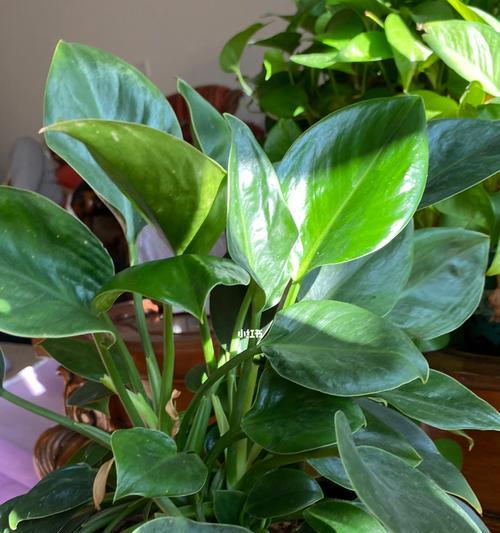 豆瓣绿（以绿色为主题的豆瓣意义与寓意）