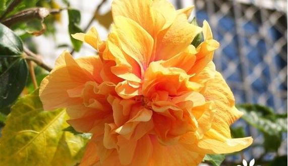 橙色风信子的花语(橙色风信子) 橙色风信子的花语(橙色风信子)