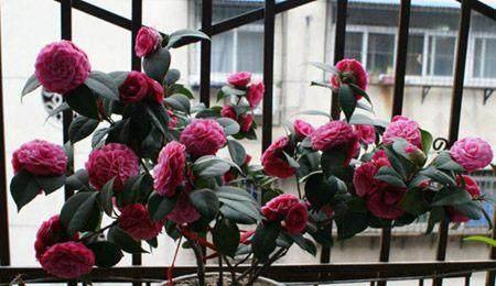 茶花开花时浇水需要注意什么？