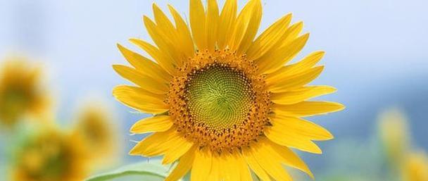 橙色风信子的花语(橙色风信子) 橙色风信子的花语(橙色风信子)