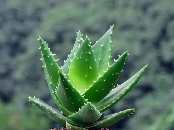 芦荟的花开之谜（探寻芦荟开花的花语和奥秘）