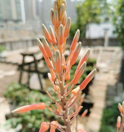 芦荟的花开之谜（探寻芦荟开花的花语和奥秘）