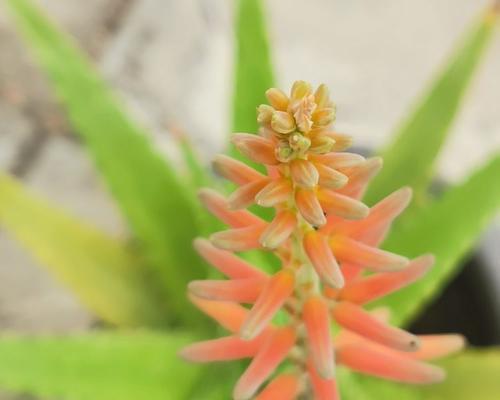 芦荟的花开之谜（探寻芦荟开花的花语和奥秘）