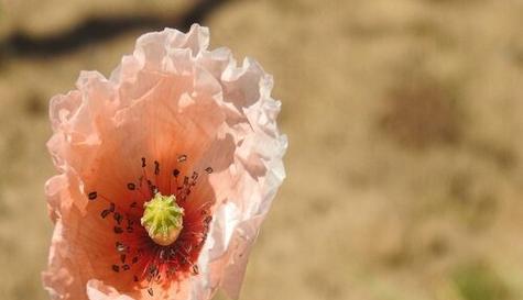 花语绝望悲伤(了解花朵中的绝望与悲伤) 花语绝望悲伤(了解花朵中的绝望与悲伤)
