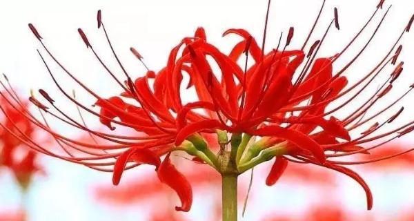 花语绝望悲伤(了解花朵中的绝望与悲伤) 花语绝望悲伤(了解花朵中的绝望与悲伤)