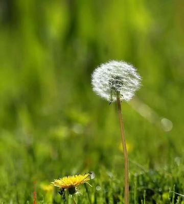 蒲公英的传说故事与花语（神奇的蒲公英故事与花语的含义）