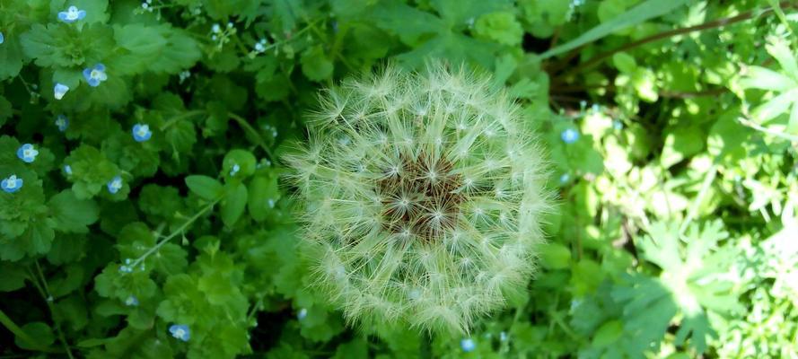 蒲公英的传说故事与花语(神奇的蒲公英故事与花语的含义)