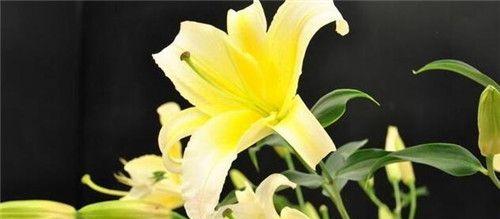 香槟百合的花语（浪漫的香槟百合）