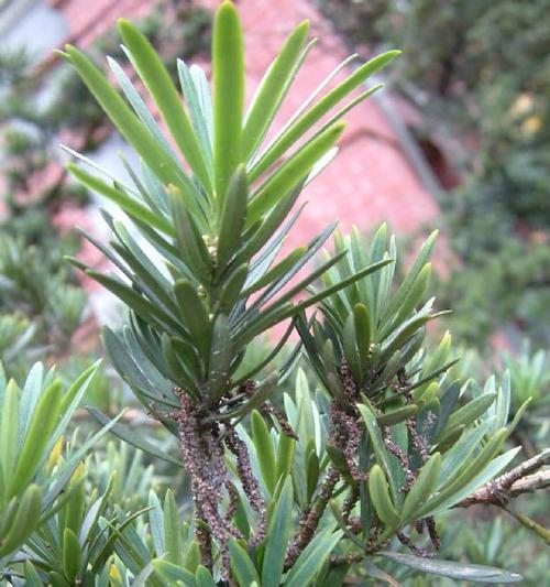 三尖杉属于裸子植物吗?它的分类和特征是什么?_花植网