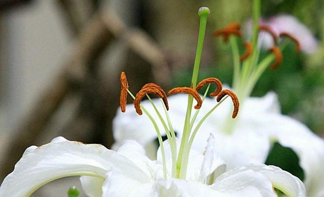 香槟百合的花语（浪漫的香槟百合）