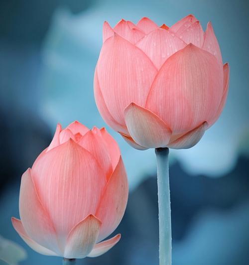 白色莲花的花语及象征意义（纯洁）