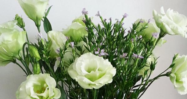 白色莲花的花语及象征意义（纯洁）