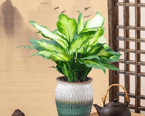 老师心中的植物代表（探索老师眼中寓意深远的植物）