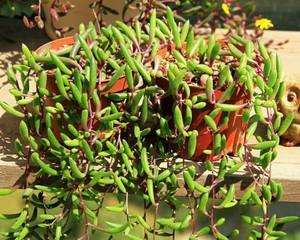 多肉爱之蔓怎么养长的好？有哪些养护技巧？