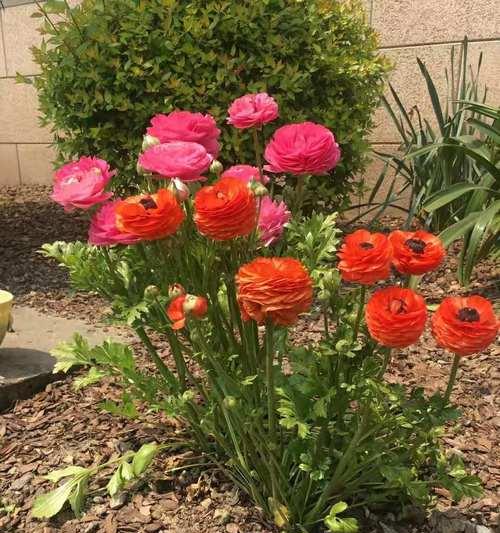 老师心中的植物代表（探索老师眼中寓意深远的植物）