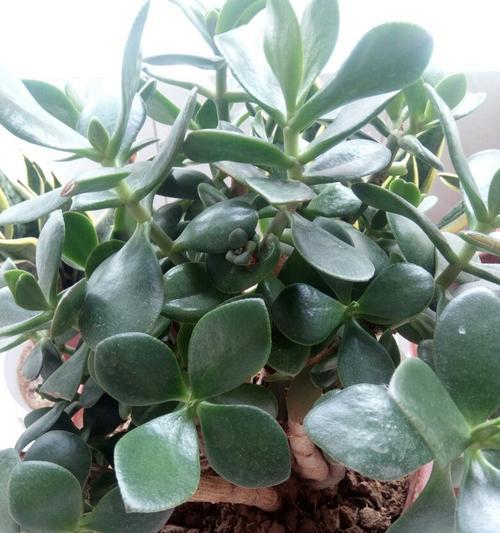 老师心中的植物代表（探索老师眼中寓意深远的植物）