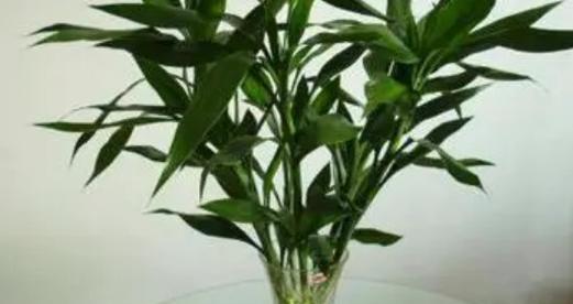 发财竹养护技巧有哪些？如何使其生长更茂盛？