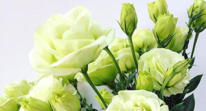 洋桔梗花语及其意义解读（洋桔梗花语）