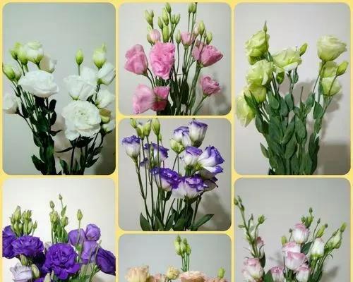 洋桔梗花语及其意义解读（洋桔梗花语）