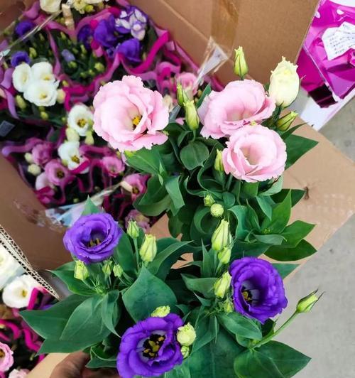 洋桔梗花语及其意义解读（洋桔梗花语）