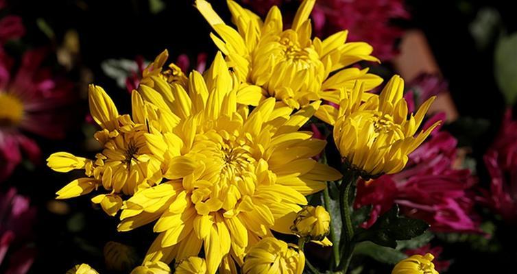 黄金菊的花语（探寻黄金菊的花语与意义）