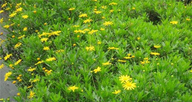 黄金菊的花语（探寻黄金菊的花语与意义）