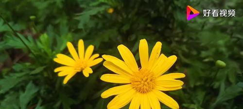 黄金菊的花语（探寻黄金菊的花语与意义）