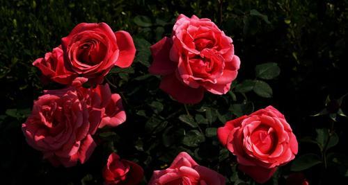 花语之美——玫瑰与月季（探寻花海中的情感密码）