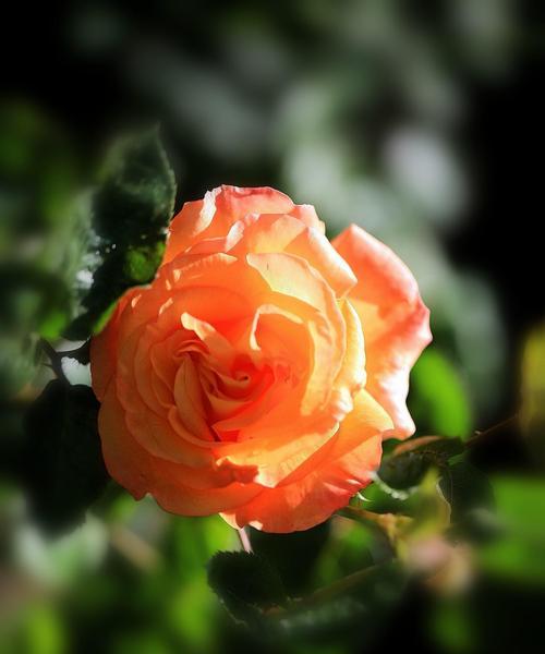 花语之美——玫瑰与月季（探寻花海中的情感密码）