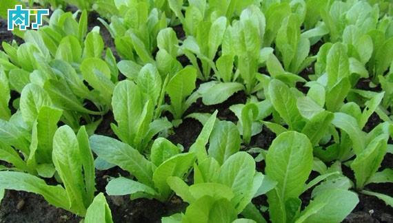 鸡毛菜留种子的最佳方法是什么？种子种植步骤有哪些？