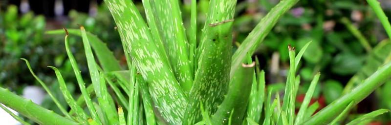 芦荟的花语与传说(揭秘芦荟的神秘与美丽) 芦荟的花语与传说(揭秘芦荟的神秘与美丽)