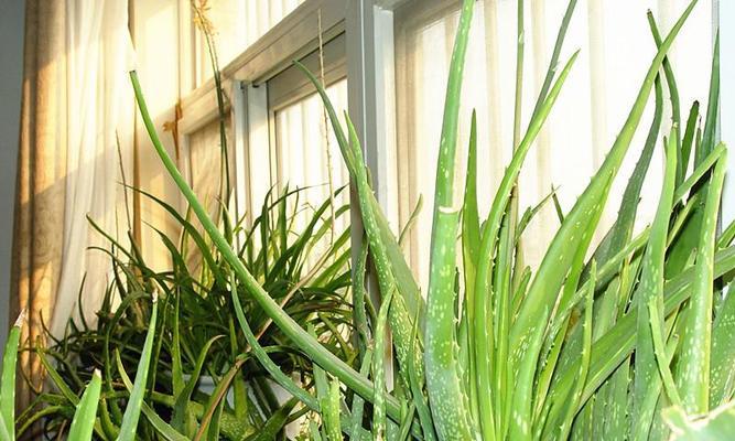 芦荟的花语与传说(揭秘芦荟的神秘与美丽) 芦荟的花语与传说(揭秘芦荟的神秘与美丽)