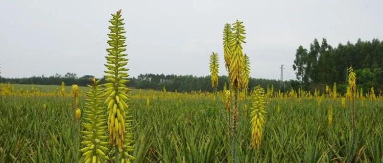 芦荟的花语与传说(揭秘芦荟的神秘与美丽) 芦荟的花语与传说(揭秘芦荟的神秘与美丽)