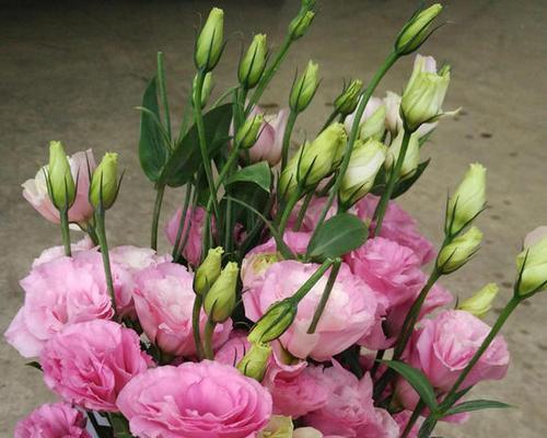 洋桔梗的花语和寓意（洋桔梗花的美丽与深意）