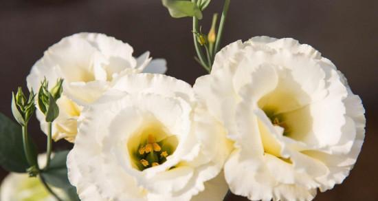 洋桔梗的花语和寓意（洋桔梗花的美丽与深意）