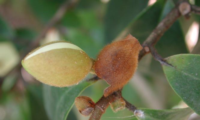 含笑花的代表寓意（生命的坚韧与美丽）