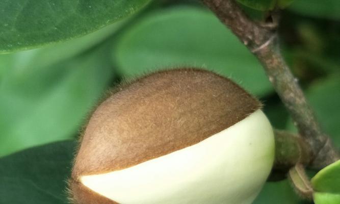 含笑花的代表寓意（生命的坚韧与美丽）