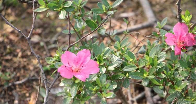 榆树的花语和传说（传承千年的榆树传说与花语之谜）