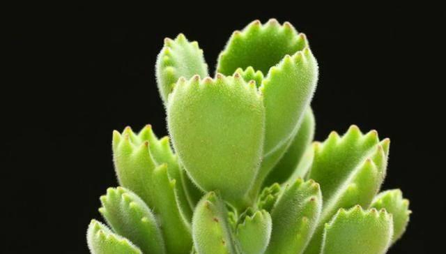 熊童子夏天浇水方法是什么？如何正确为熊童子植物浇水？