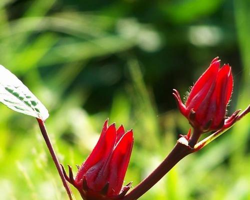 榆树的花语和传说（传承千年的榆树传说与花语之谜）