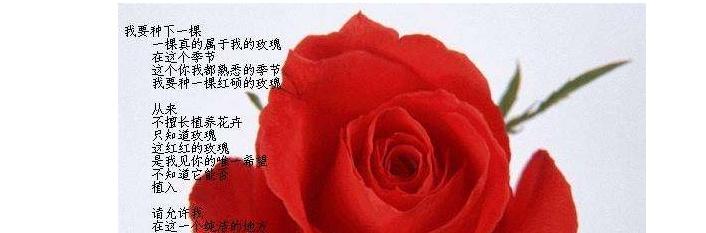 玫瑰花的寓意与花语（探寻玫瑰花的情感象征和传递之道）