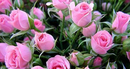 玫瑰花的寓意与花语（探寻玫瑰花的情感象征和传递之道）